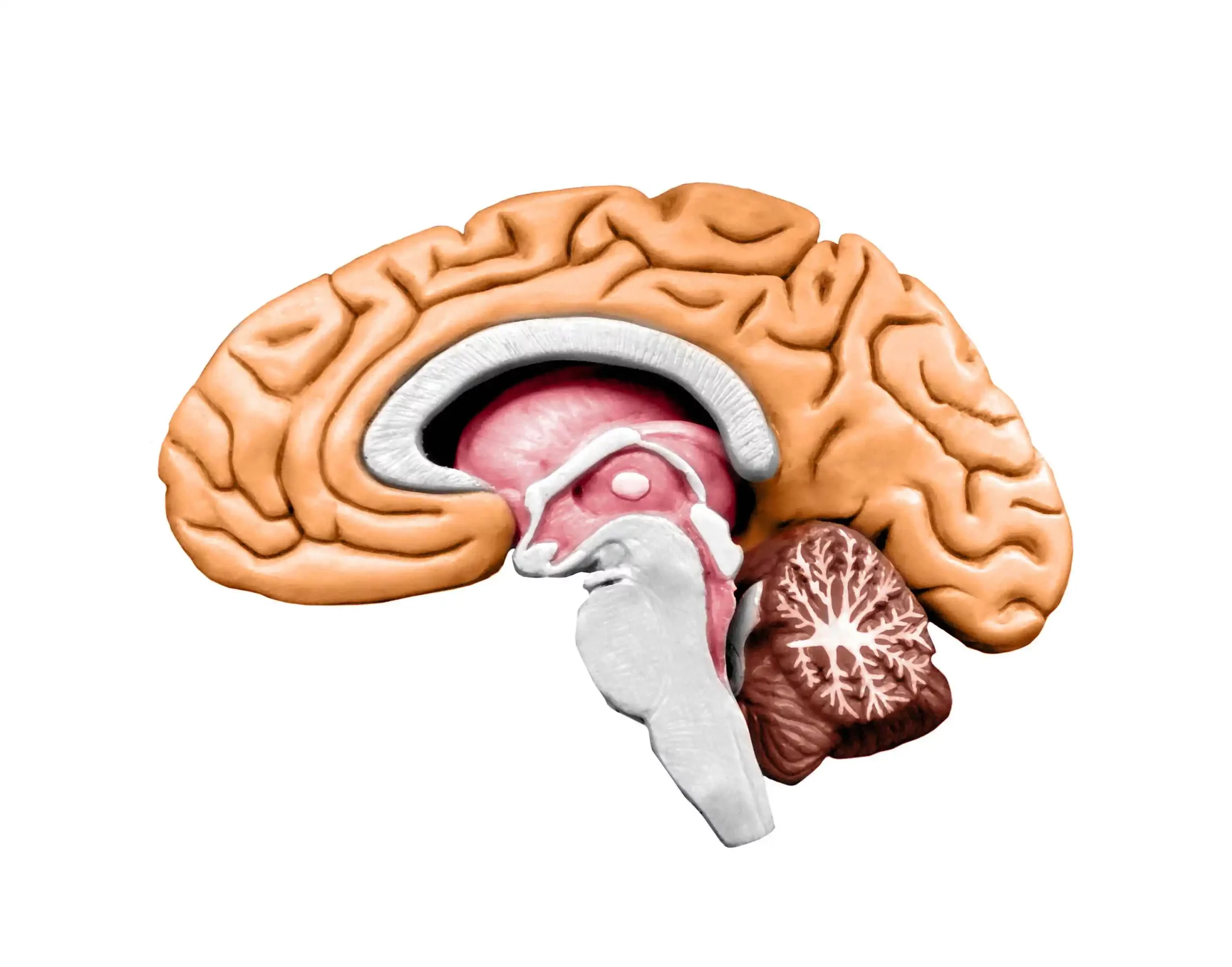 brain-model-role-of-amygdala