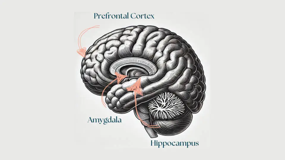 amygdala-brain-alarm-system