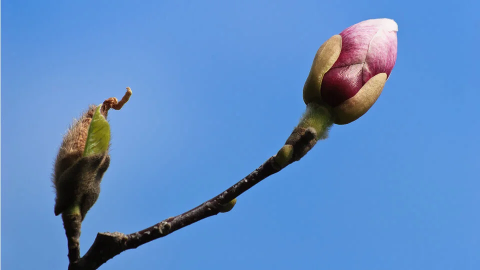 hope-waiting-infertility