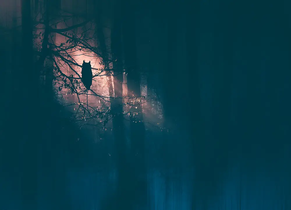 Enchanted forest in magic, mysterious fog at night. Halloween background