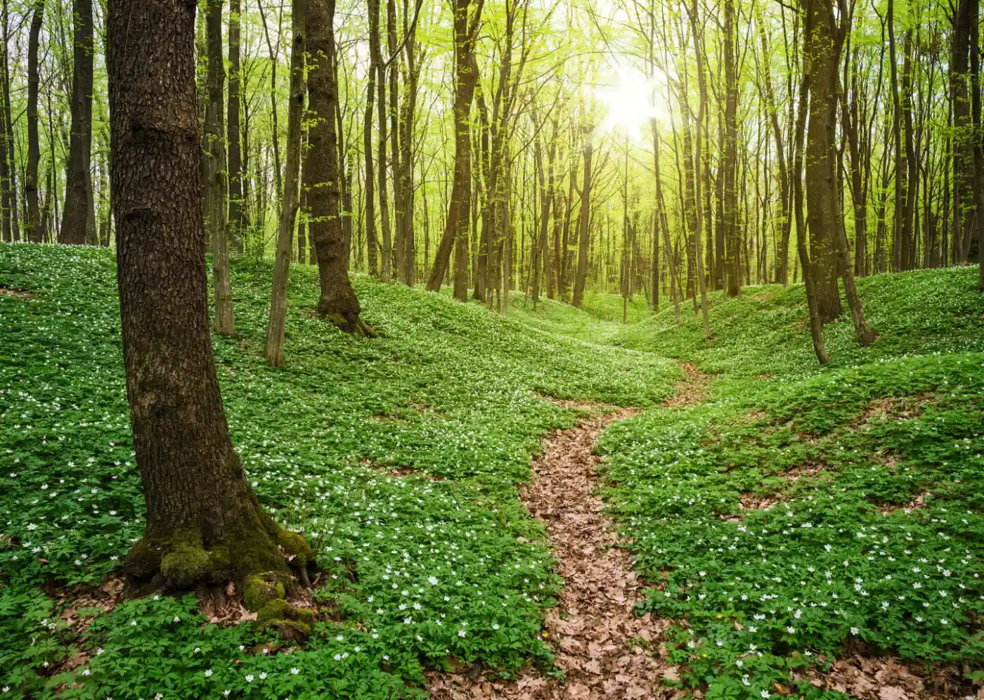 Spring forest landscape with wild white flowers in green vegetation. Morning sunlight. Scenic view with a path between the trees