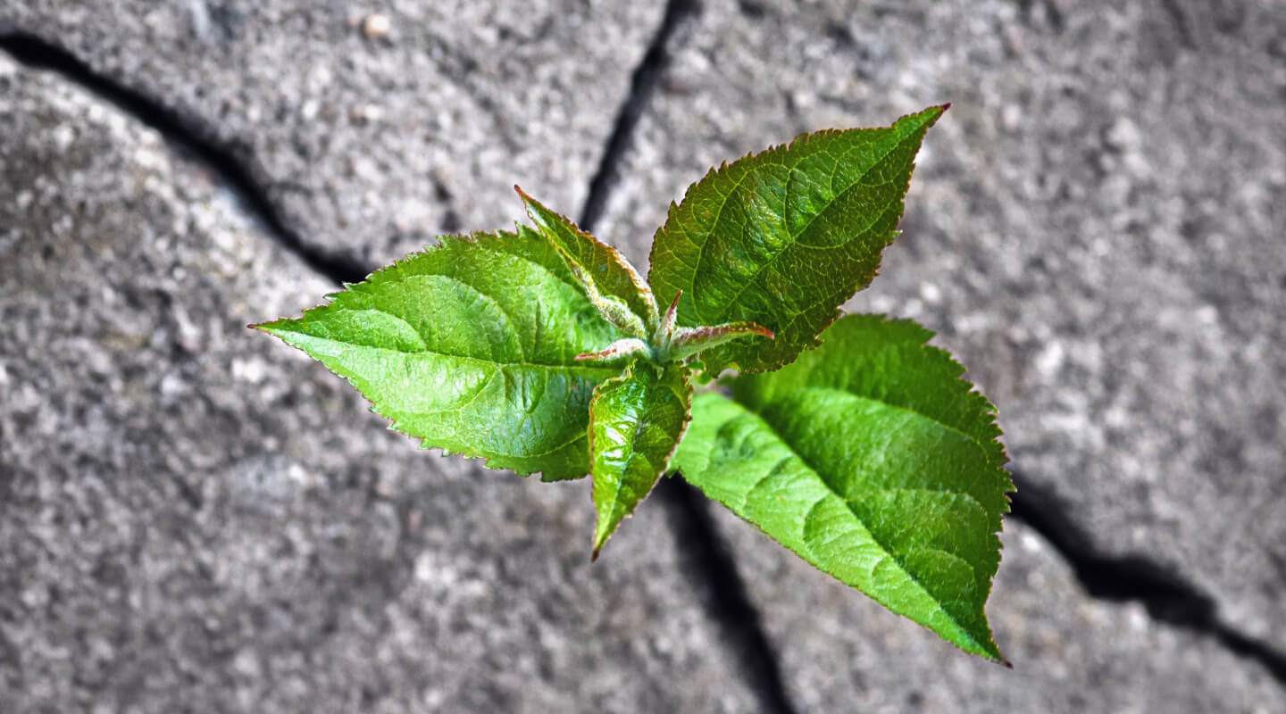 growth from trauma
